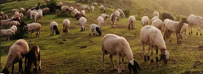 aliments pour animaux Tunisie