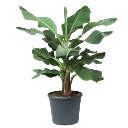 AEONIUM-8.webp